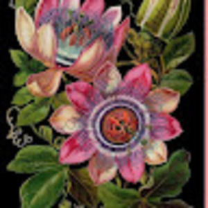 Meet your Posher, Naomi